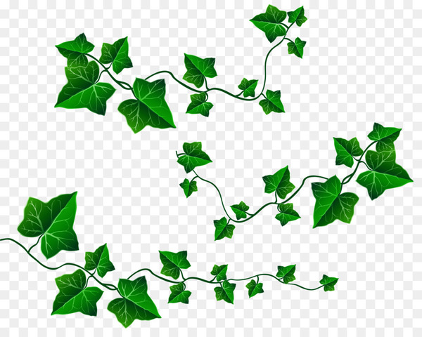Ivy Leaf Clipart Vector, Green Leaf Ivy Clipart, Ivy Clipart, Leaf, Plant  PNG Image For Free Download