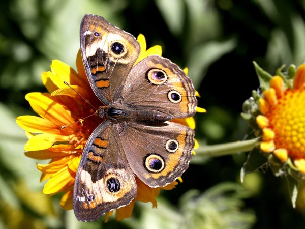 animal,butterfly,flower,nature