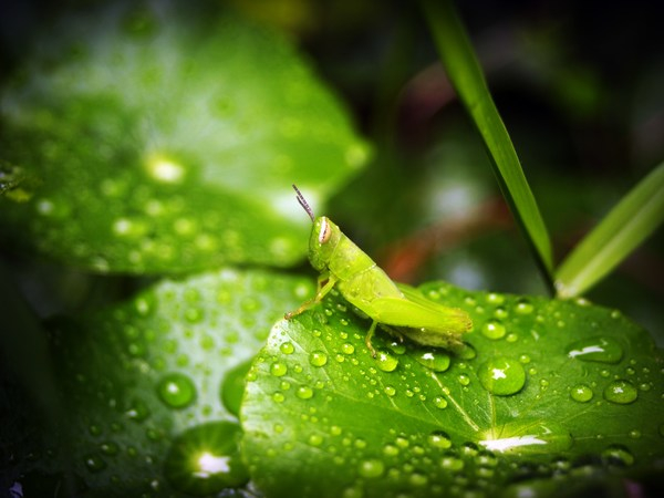 wildlife,wet,waterdrops,raindrops,plants,nature,moisture,leaves,insect,green,grasshopper,focus,drops,droplets,dewdrops,dew,depth of field,close-up,blur,animal photography