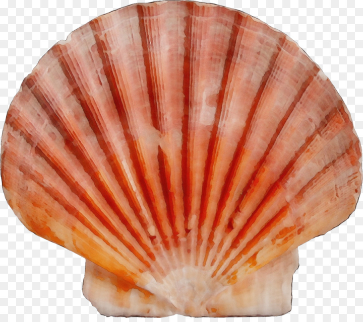 watercolor,paint,wet ink,shell,scallop,bivalve,cockle,shellfish,clam,seafood,natural material,png