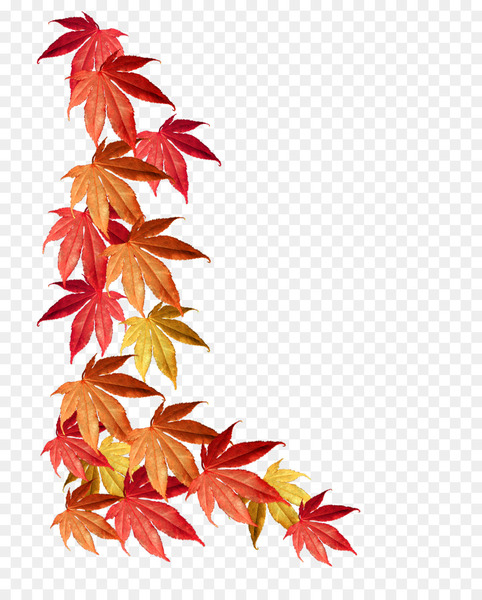borders and frames,leaf,maple leaf,autumn leaf color,autumn,maple,orange,tree,green,stock photography,color,red,plant,maple tree,flowering plant,png