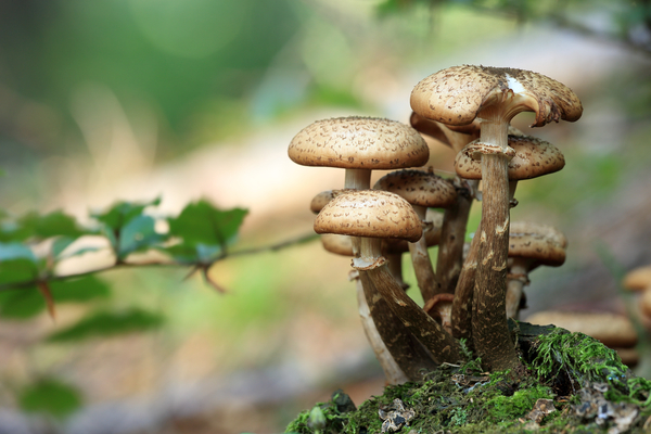 cc0,c3,mushrooms,forest,litter,autumn,free photos,royalty free