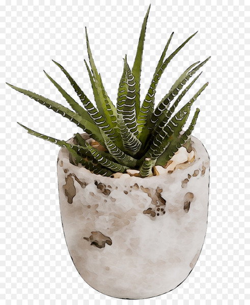 inav dbx msci ac world sf,aloe vera,agave,aloes,flowerpot,cactus,plant,terrestrial plant,houseplant,flower,aloe,succulent plant,botany,xanthorrhoeaceae,thorns spines and prickles,perennial plant,png