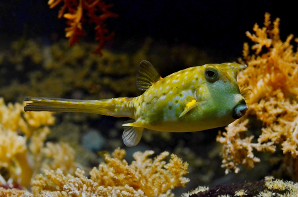 pufferfish,blowfish,bubblefish,under water,sea