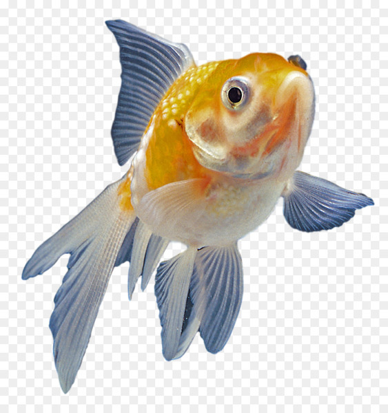 goldfish,aquarium,ornamental fish,fish,aquatic animal,download,animal,digital image,fauna,organism,bony fish,fin,feeder fish,png
