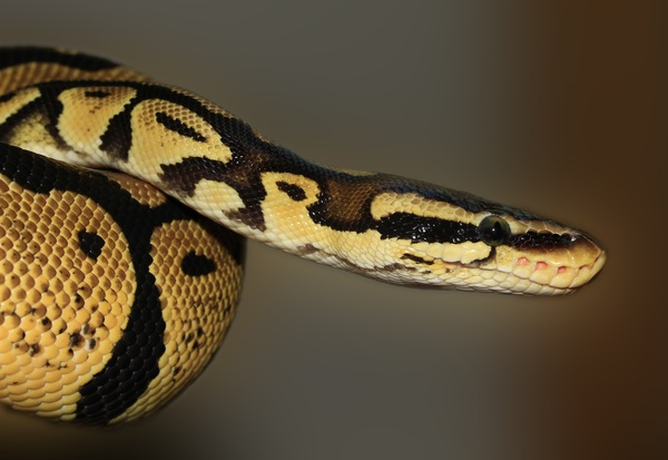 snake,reptile,python regius,macro,ball python