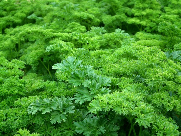 vegetables,plants,parsley,leaves,herbs,healthy,green,close-up