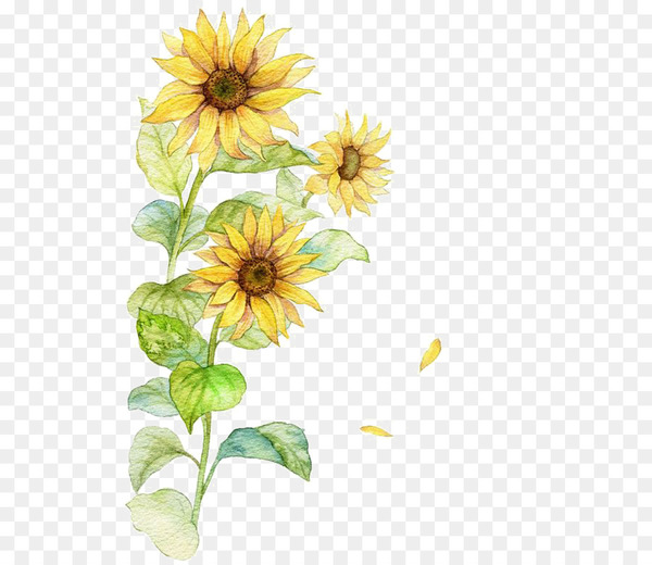 common sunflower,poster,flower,watercolor painting,ink,encapsulated postscript,sunflower seed,chrysanths,plant,sunflower,petal,daisy family,floristry,yellow,daisy,flower arranging,dahlia,floral design,flowering plant,png