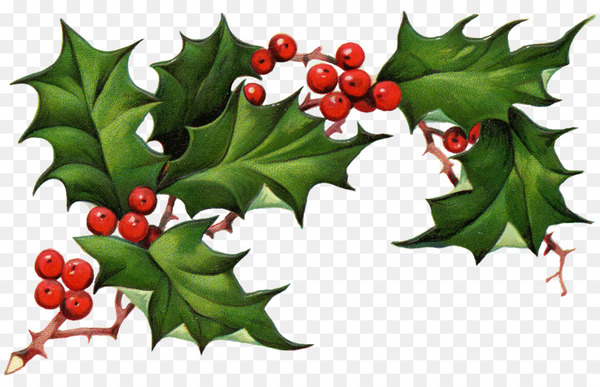 12 Christmas Holly Clipart, Christmas Clipart, Holly Png, Holly