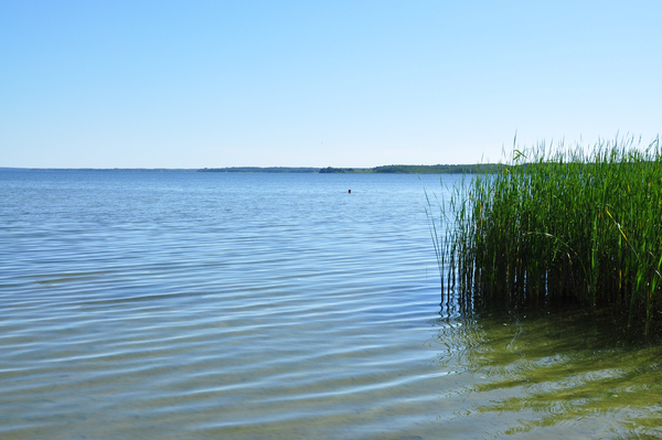 cc0,c1,water,nature,sky,reed,free photos,royalty free