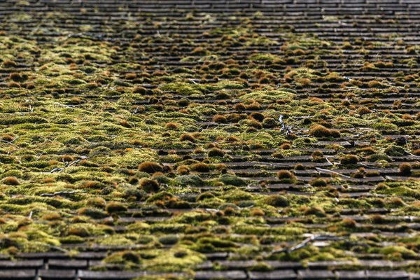  moss,green,growth,rooftop, texture