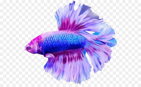 angelfish,discus,blog,download,encapsulated postscript,fish,data,drawing,blue,electric blue,purple,tail,violet,png