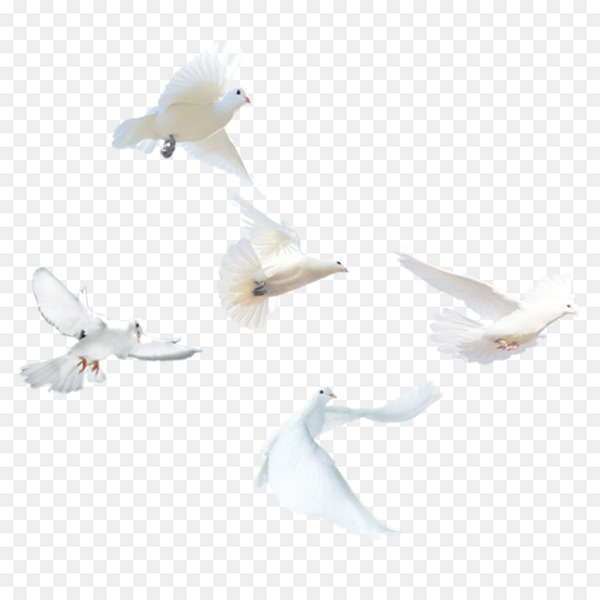 domestic pigeon,bird,columbidae,release dove,columba,white,google images,animal,wing,download,water bird,beak,propeller,angle,line,png