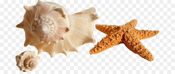 seashell,shore,mollusc shell,conch,bivalvia,seashell resonance,shell beach,veined rapa whelk,beach,snail,gastropod shell,sea,starfish,sea snail,molluscs,invertebrate,animal figure,png