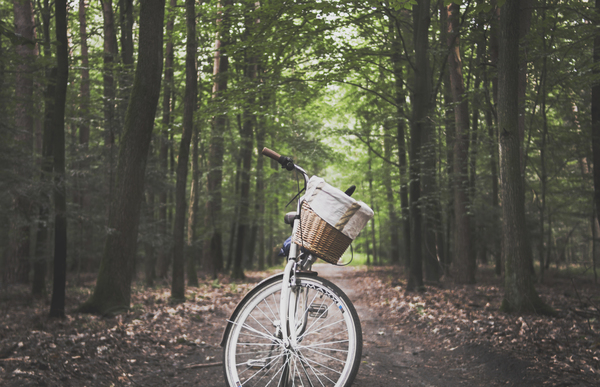 adventure,basket,bicycle,bike,camp,camping,cup,daylight,environment,fall,foliage,forest,landscape,outdoors,park,parked,relax,ride,road,summer,trees,wheel,woods,Free Stock Photo
