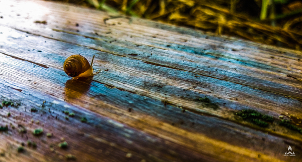 slow,forest,wood,nature,colors,gorund,snail,insect,animal,rstic,wet,move,fast