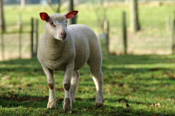 cc0,c1,lamb,sheep,nature,breeding,farm animals,free photos,royalty free