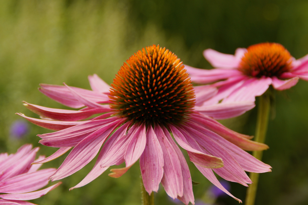 cc0,c1,echinacea,sun hat,blossom,bloom,flower,pink,nature,flora,garden,plant,summer,bloom,beautiful,medicinal plant,free photos,royalty free