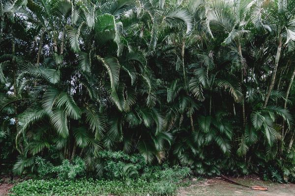 girl,travel,wallpaper,nature,green,forest,outdoor,travel,green,landscape,tropical,tree,wildlife,jungle,maui,botany,hawaii,palm,palm tree,nature,leafe,public domain images