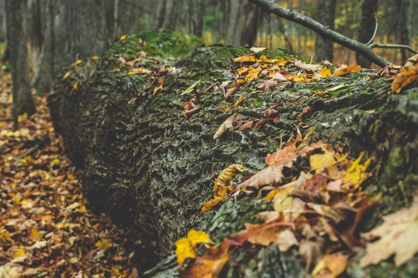  log,fall,trees,leaves,nature, background