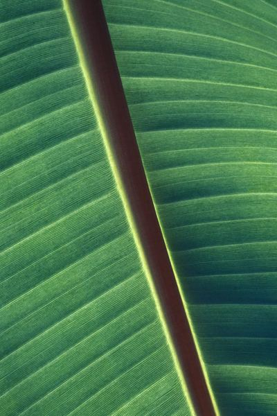 leafe,green,plant,plant,green,leaf,bird,pattern,black,leaf,plant,green,pattern,stem,nature,indoor,leaves,abstract,back lit,reed,green leaf,creative commons images