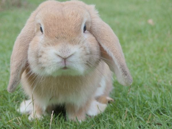 nature,clothes,suits,plastic,hanging,shipping,commerce,sales,rabbit,bunny,mammal,animal,cute,rodent,fur,pets,domestic,hare,pet,guinea pig,easter