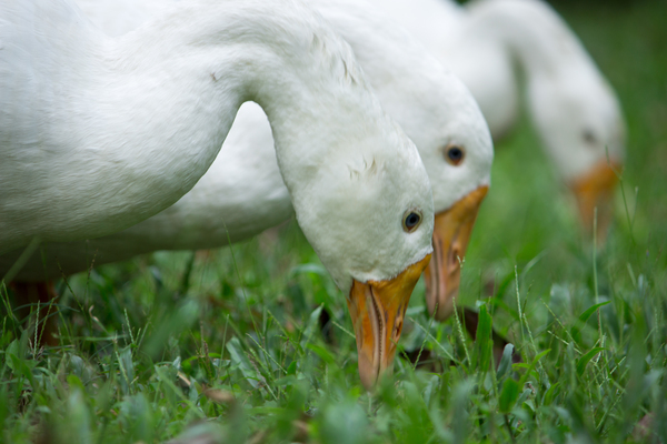 public domain images,white,waterfowl,water bird,poultry,portrait,outdoors,lawn,grass,goose,feathers,feather,farm,eat,duck,dame,cute,close-up,blur,bird,biology,beak,animal