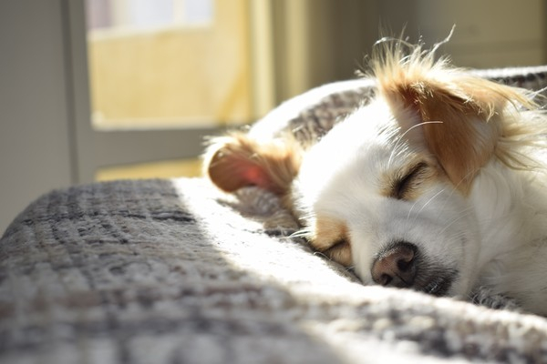 adorable,animal,breed,canine,close-up,cute,dog,domestic,fur,indoors,little,mammal,pet,portrait,puppy,sleep,sleepy,sun,young,Free Stock Photo
