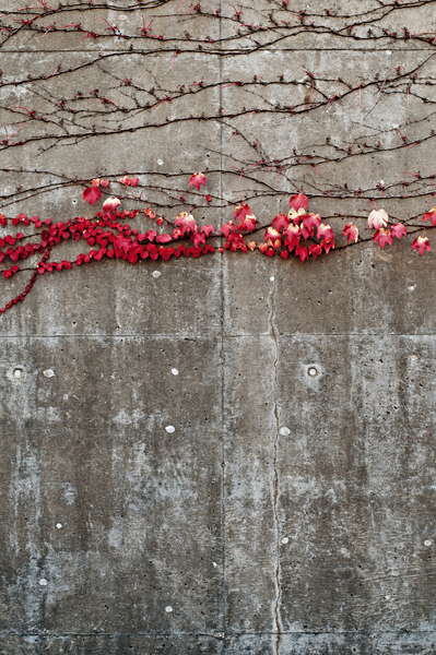 wall,vines,red,plants,outdoors,nature,leaves,ivy,growth,flora,concrete,close-up