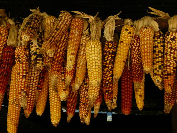 food,crop,harvest,corn,kernels,hanging,row,patterns,shapes,colors,yellow
