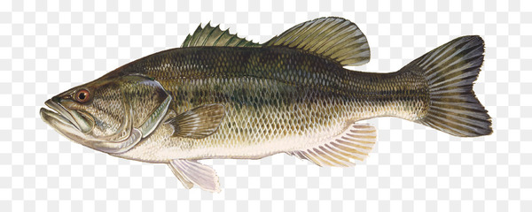 Free: Largemouth bass Smallmouth bass Bass fishing Freshwater fish Black  crappie - largemouth bass 