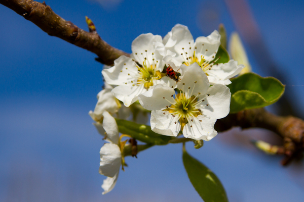 cc0,c1,pears,blossom,bloom,nature,blossom,spring,inflorescence,fruit tree,white,free photos,royalty free