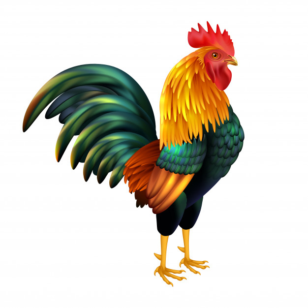 Cock PNG Image, Blue Tail Yellow Hair Cock, Blue, Tail, Feather PNG Image  For Free Download, rooster tail hair