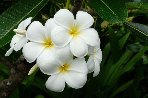 cc0,c1,frangipani,thailand,exotic flower,white,asia,flower,tropical,pretty,free photos,royalty free
