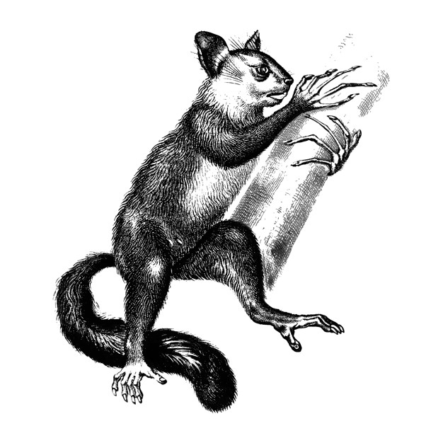 madagascariensis,aye,naturelle,d orbigny,orbigny,dessalines,dictionnaire universel dhistoire naturelle,dictionnaire,universel,dhistoire,1892,ayeaye,charles,species,mammal,illustrated,zoology,public domain,domain,wildlife,public,wild,illustrations,drawn,antique,background white,climbing,vintage ornaments,background vintage,handmade,background black,hand drawing,old,zoo,black and white,drawing,sketch,white,white background,black,ornaments,hand drawn,black background,animal,vintage background,hand,vintage,background