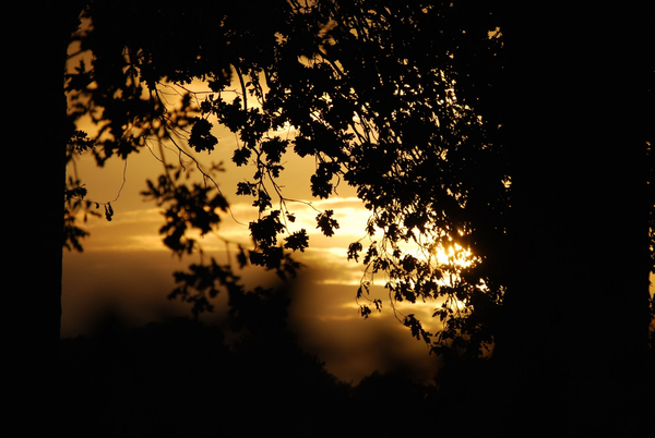 cc0,c1,leaves,tree,shadow,darkness,sunset,silhouette,free photos,royalty free