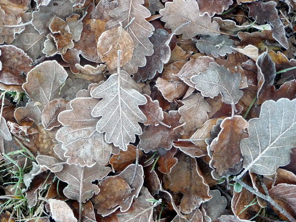 cc0,c1,forest,leaves,plant,autumn leaves,free photos,royalty free
