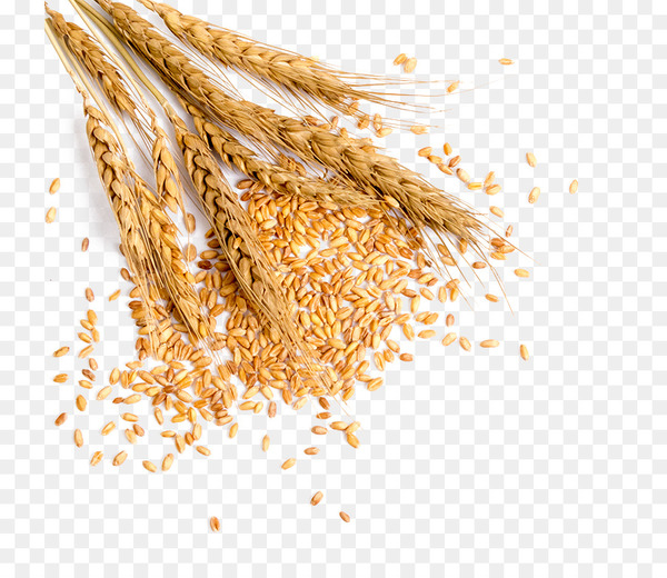 wheat,grauds,bread,rice,food,broomcorn,computer icons,barley,cereal germ,wheat germ oil,crop,grass family,emmer,avena,dinkel wheat,commodity,food grain,wheat flour,staple food,oat,grain,cereal,whole grain,bran,ingredient,png