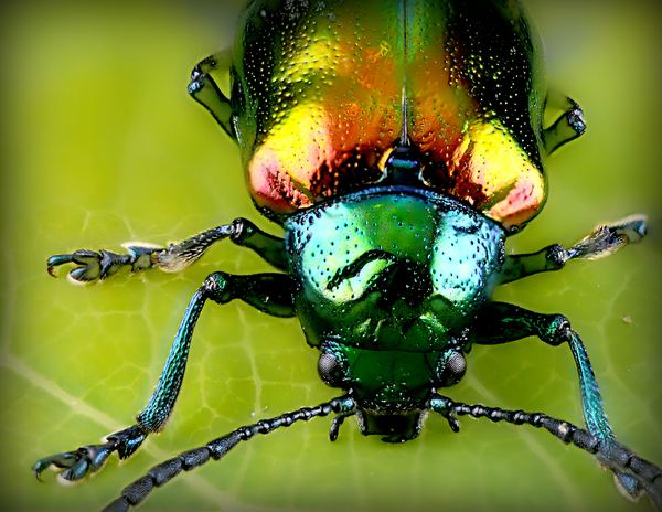 archetype,travel,outdoor,iridescence,green,bug,mdptwc,food,wood,insect,beetle,green,leaf,bug,colorful,iridescent,antenna,leg,glossy,shiny,close up insect