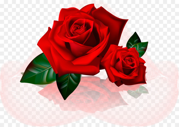 saturday,week,akhir pekan,photography,whatsapp,blog,holy saturday,monday,personal identification number,flower,rose,red,rose family,garden roses,flowering plant,cut flowers,rose order,plant,flower bouquet,floristry,petal,flower arranging,floral design,peach,png