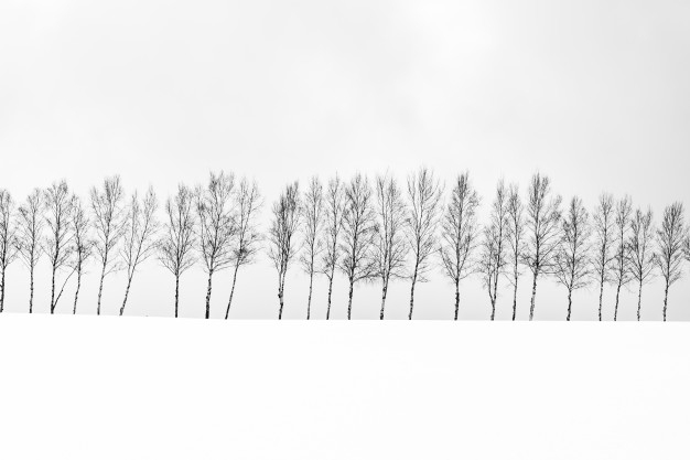 poplar,hokkaido,slope,single,clear,snowy,lonely,freeze,scene,season,day,bright,beautiful,outdoor,field,cold,branch,weather,group,ice,plant,white,black,landscape,japan,forest,beauty,sky,blue,nature,snow,winter,tree