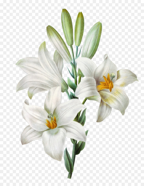 easter lily,lilium candidum,tiger lily,painting,watercolor painting,flower,arumlily,color,art,royal horticultural society,printmaking,pierrejoseph redoutxe9,lilium,plant,petal,floral design,lily family,seed plant,cut flowers,artificial flower,white,lily,floristry,flowering plant,png