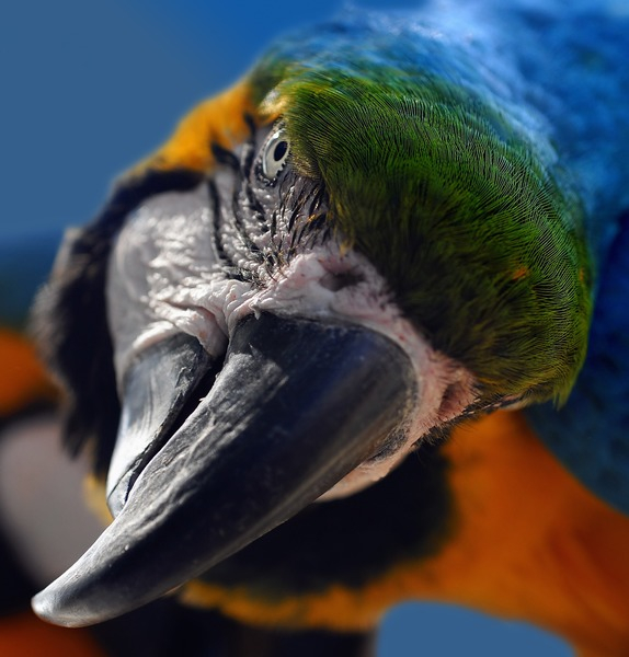 macro,macaw,close-up,bird,beak,animal photography,animal