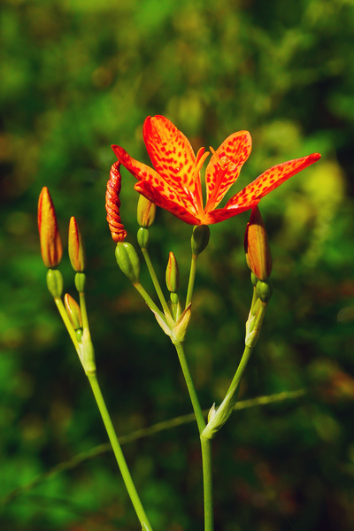blackberry lily,leopard lily,iris domestica,orange flowers,red spots,red spotted,leopard flower photos,ornamental plant,beautiful flowers,bright colored flowers,colorful flowers,stock images,summer blooming,fall blooming,flower images,pictures of flowers,flowers photos,flower image,beautiful flowers images