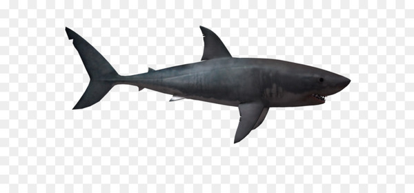 lamniformes,great white shark,fish,whale shark,alpha compositing,bull shark,megalodon,animal,shark attack,shark,cartilaginous fish,fauna,fin,requiem shark,png