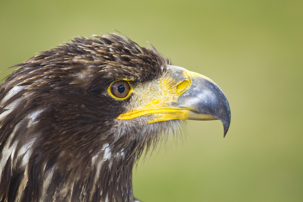 cc0,c1,bird of prey,eagle,bird,zoo,beak,free photos,royalty free