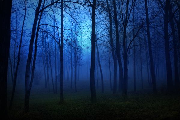 Free: A surreal blue foggy forest. 