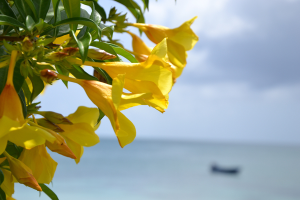 cc0,c1,blossom,bloom,yellow,flower,sea,coast,nature,caribbean,beach,idyllic,free photos,royalty free