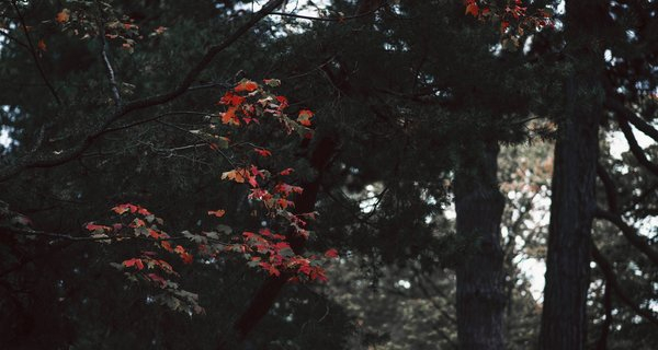  fall,tree,leaves,nature,autumn, maple tree