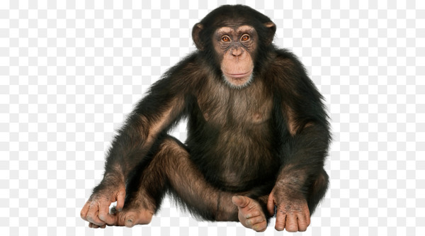 common chimpanzee,gorilla,ape,primate,orangutan,monkey,image file formats,digital image,chimpanzee,fur,terrestrial animal,great ape,mammal,fauna,png
